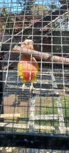 pine apple conure and love birds pairs