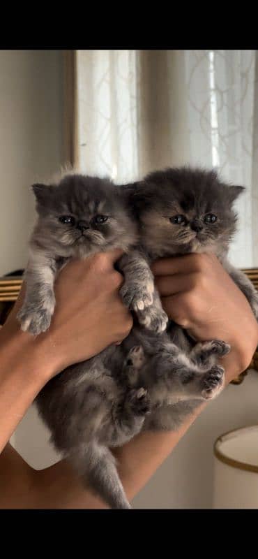 x punch persian kittens 3