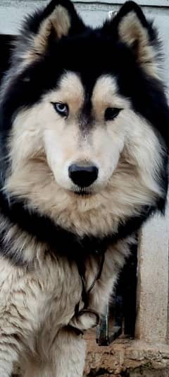 Siberian Husky with Odd Eyes And Wooly Coat