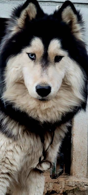 Siberian Husky with Odd Eyes And Wooly Coat 0