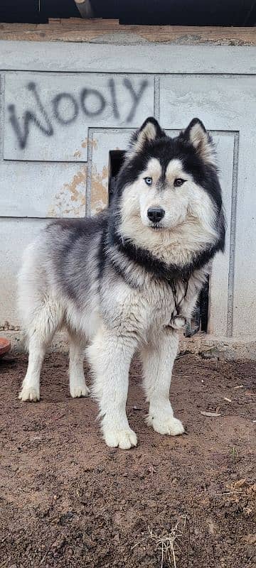 Siberian Husky with Odd Eyes And Wooly Coat 1