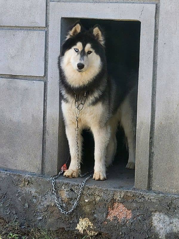 Siberian Husky with Odd Eyes And Wooly Coat 2