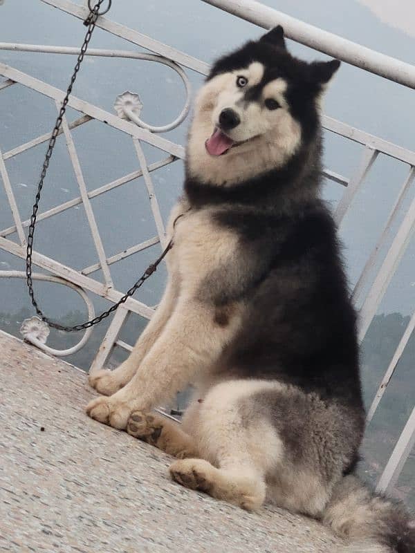 Siberian Husky with Odd Eyes And Wooly Coat 3