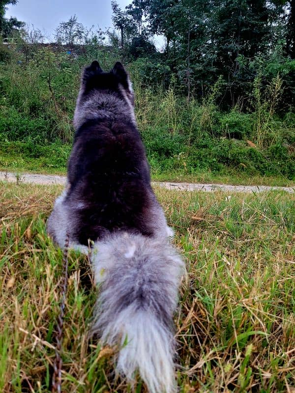 Siberian Husky with Odd Eyes And Wooly Coat 4