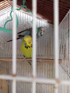 exhibition And Hogoromo Budgies