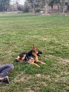 German Shepherd male pup