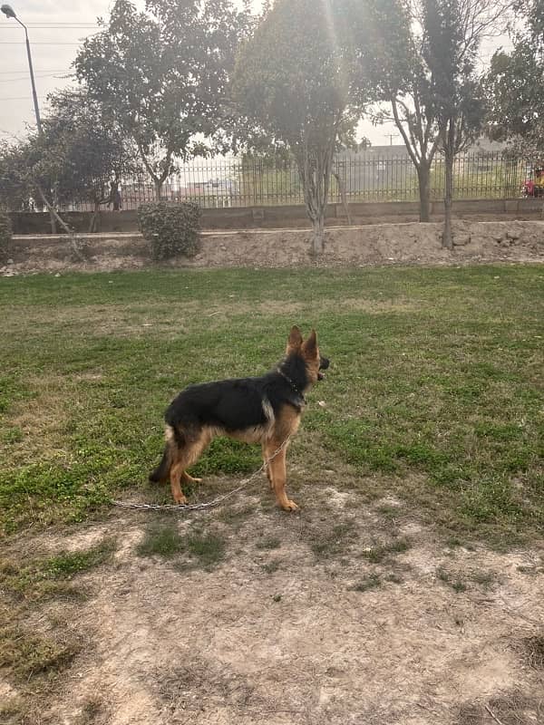 German Shepherd male pup 1