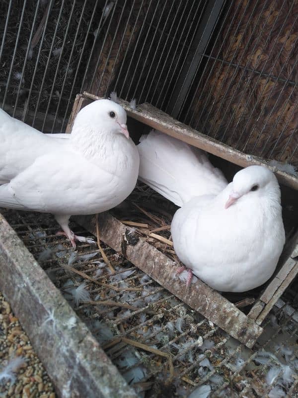 breeder pair for sale 0