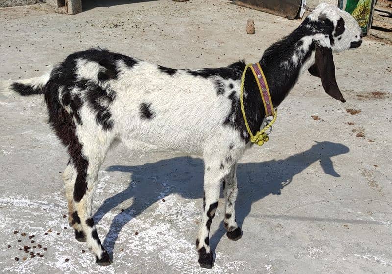 ماشاءاللہ سے گبھن بکری ہے  (new cross not confirmed)  2nd timer goat 1