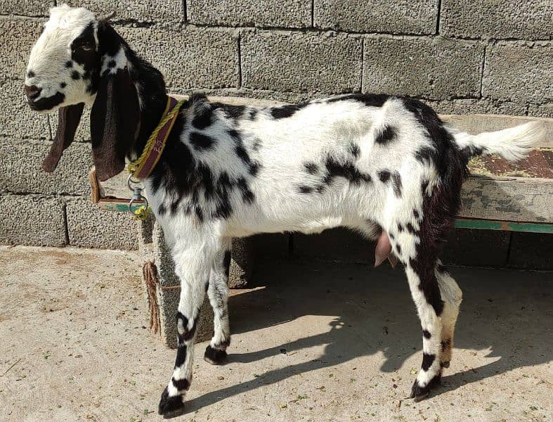 ماشاءاللہ سے گبھن بکری ہے  (new cross not confirmed)  2nd timer goat 2