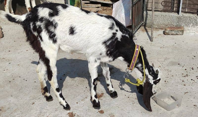 ماشاءاللہ سے گبھن بکری ہے  (new cross not confirmed)  2nd timer goat 3