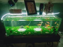 Fish Aqurium