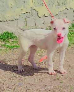 pure kuhati gultair male pink nose healthy and active puppy for sale