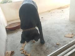 Labrador female dog for sale