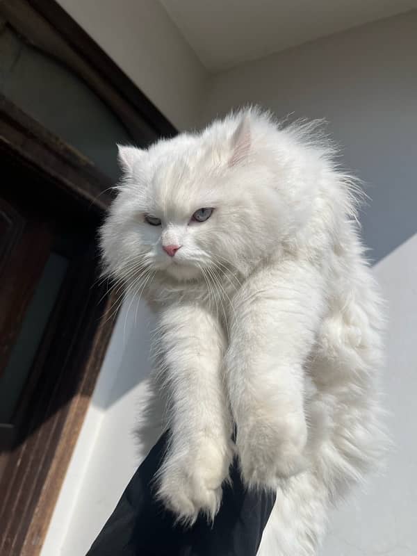 pure persian (triple-coated) 2