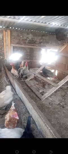 golden misry pathi pathe and egg laying hen 1000 per kg