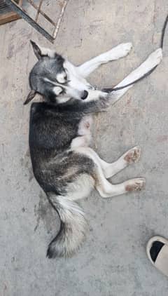 husky