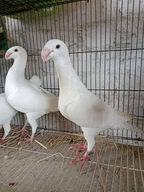 German beauty Breeder pair 0