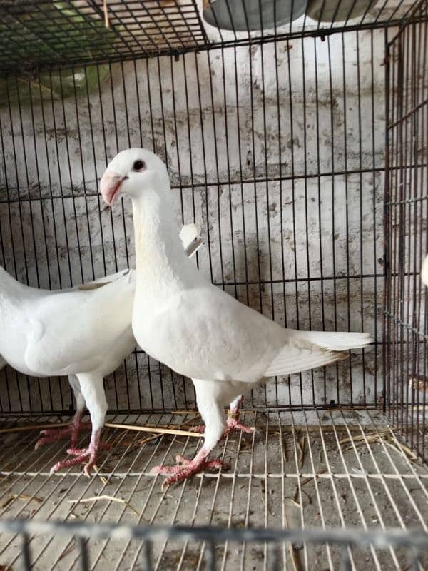 German beauty Breeder pair 1