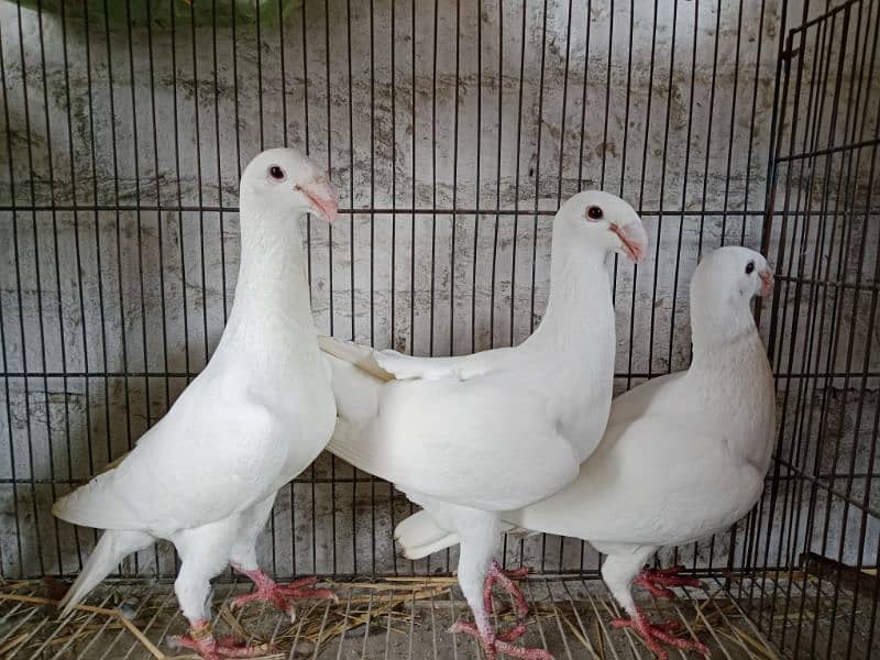 German beauty Breeder pair 3