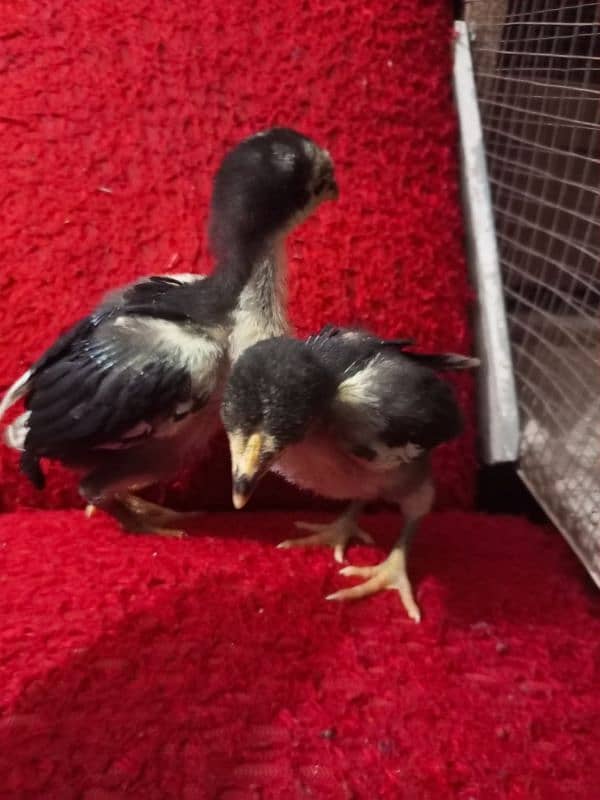 Imported Thai chicks Home Breed Black Eyes 3