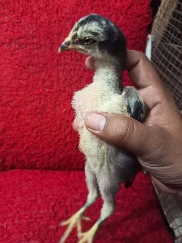 Imported Thai chicks Home Breed Black Eyes 5