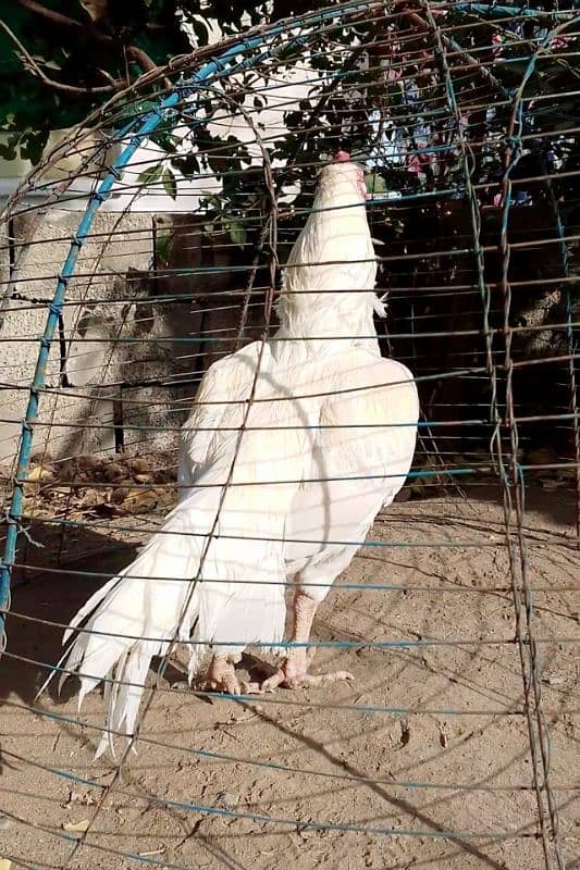 Quality White Heera Aseel Murgha Forsale. 4