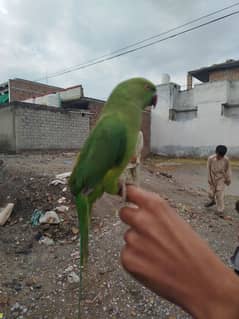 Green parrot