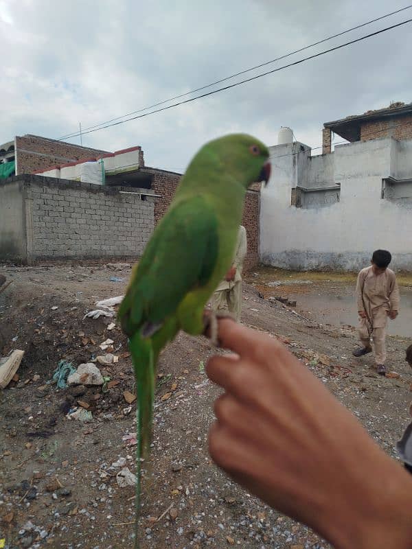 Green parrot 0