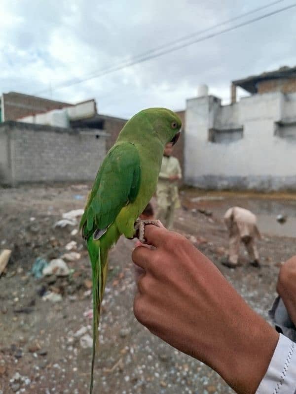 Green parrot 1