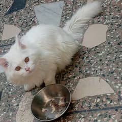 persian kittens cat male triple coated fully vacinated