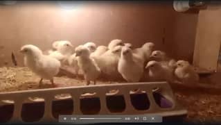 light Sussex heritage chicks - high quality