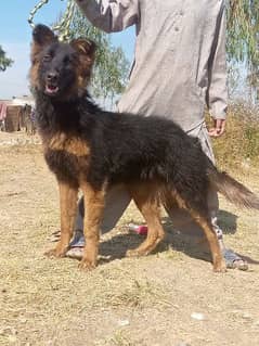 German shepherd Dubal long Cout female 7 mahnt for sale