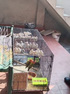 albino red eyes lovebirds