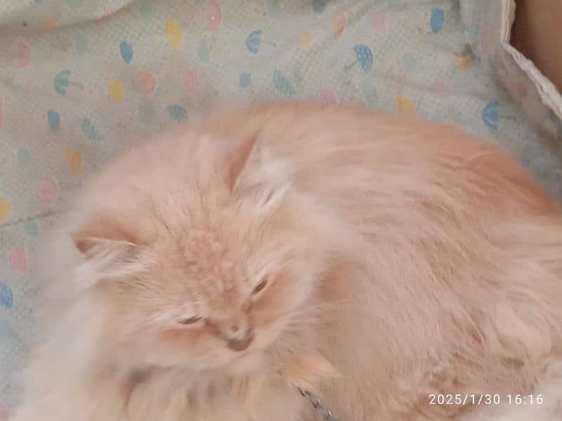 male Russian female persian 0