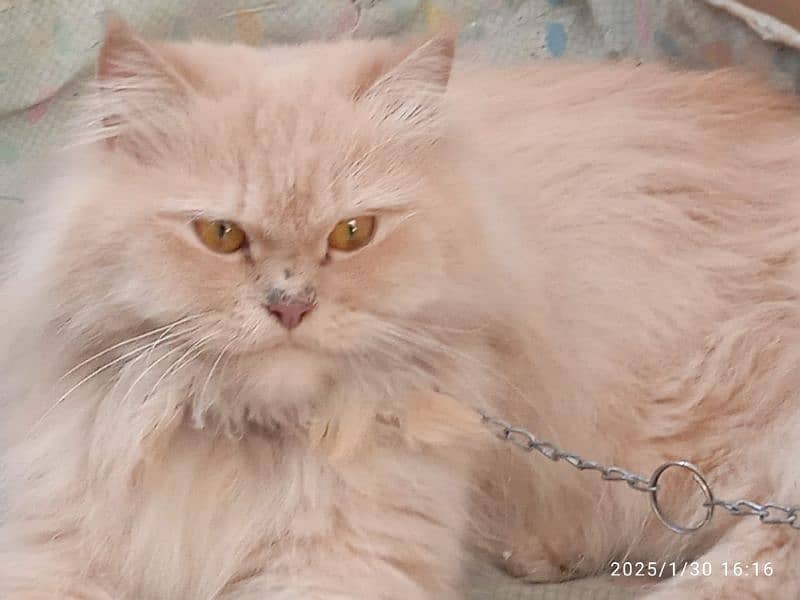 male Russian female persian 1