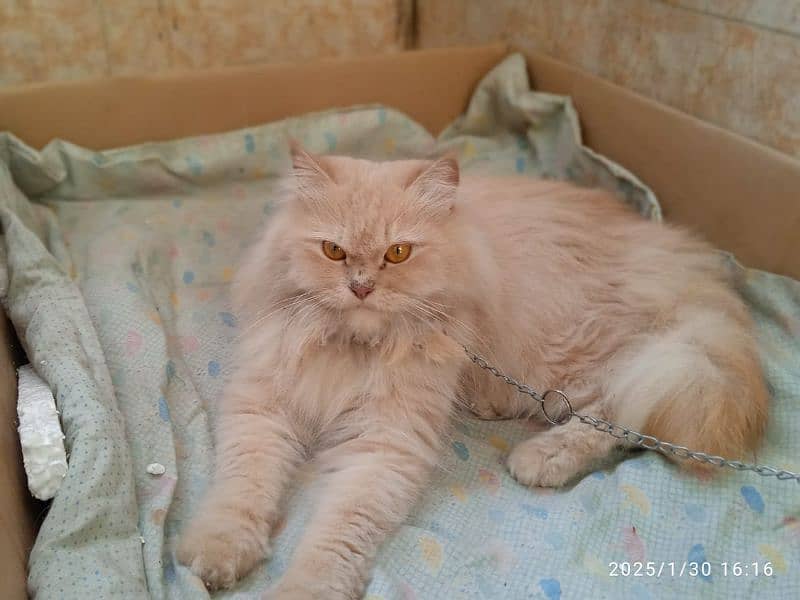 male Russian female persian 4