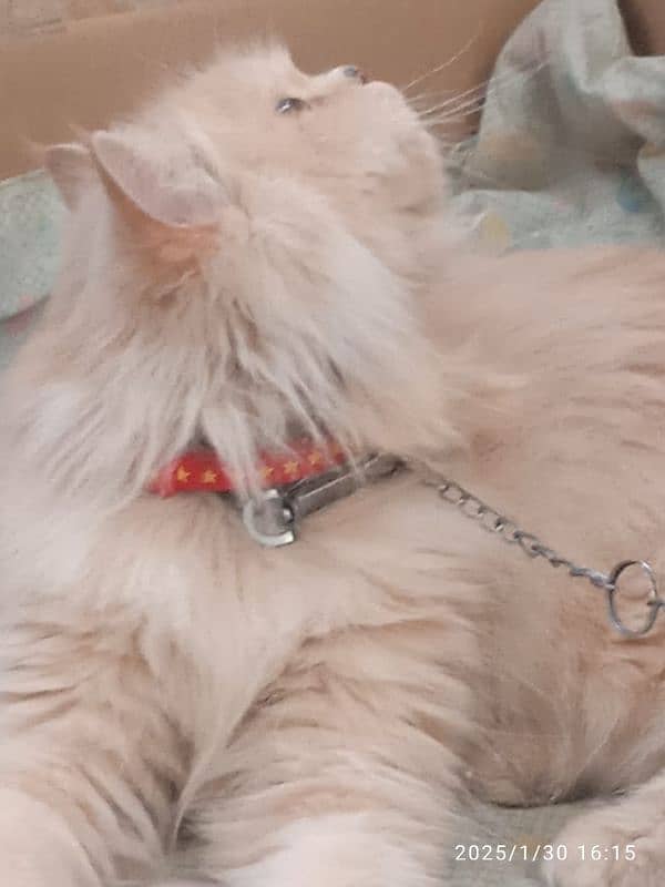 male Russian female persian 8