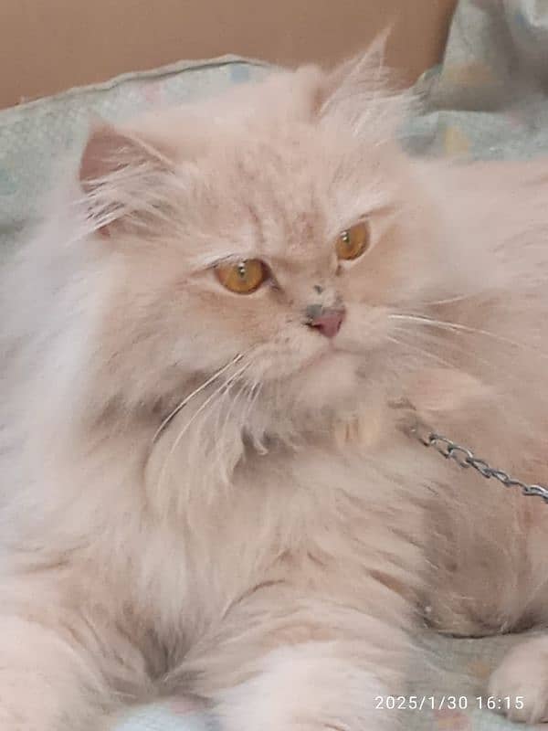 male Russian female persian 9