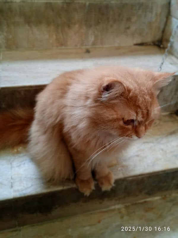 male Russian female persian 10