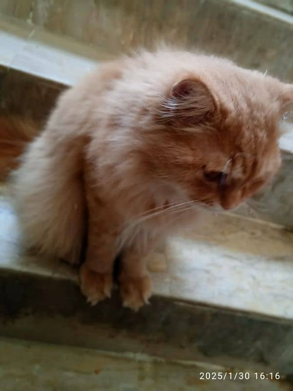 male Russian female persian 11