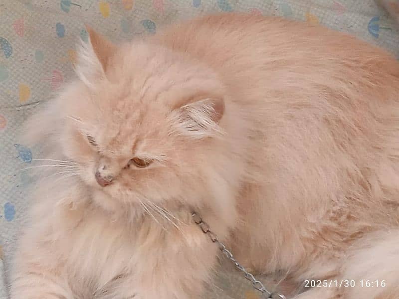 male Russian female persian 13