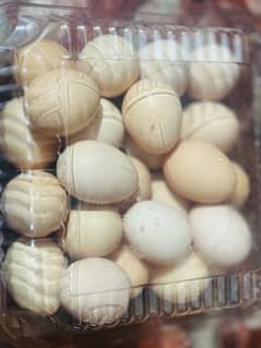 home breed organic eggs