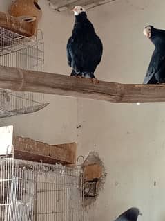 black mukhi chicks and Sherazi pair