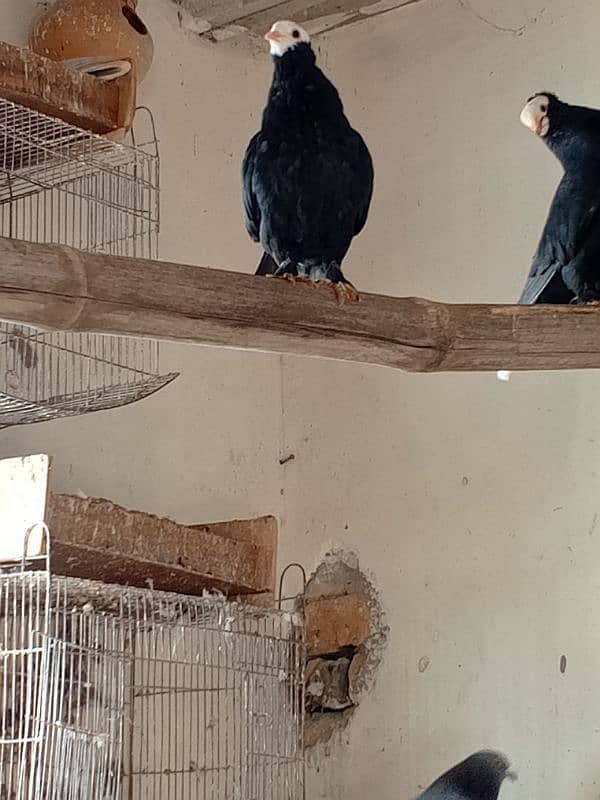 black mukhi chicks and Sherazi pair 0