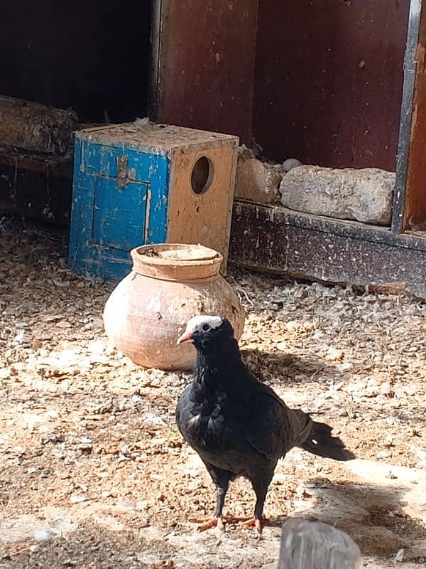 black mukhi chicks and Sherazi pair 1