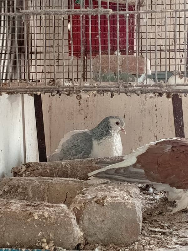 black mukhi chicks and Sherazi pair 2