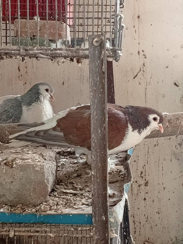 black mukhi chicks and Sherazi pair 3