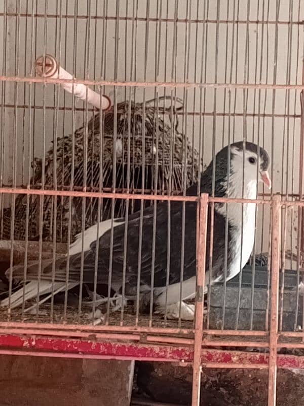 black mukhi chicks and Sherazi pair 4