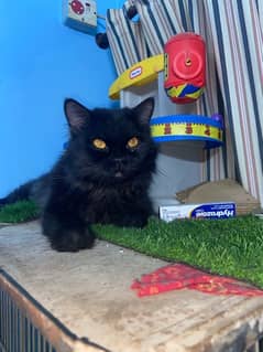 Persian Black male urgent sale